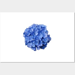 Blue hydrangea Posters and Art